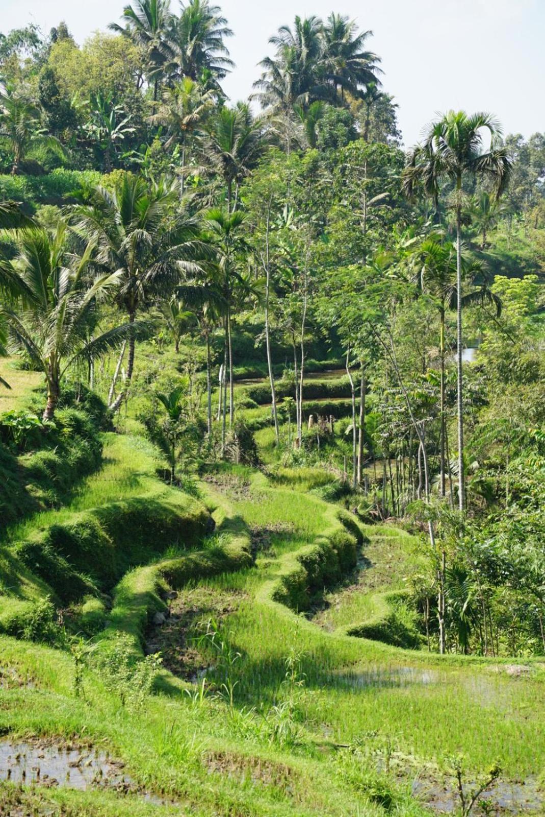 Tetebatu Indah Homestay ภายนอก รูปภาพ