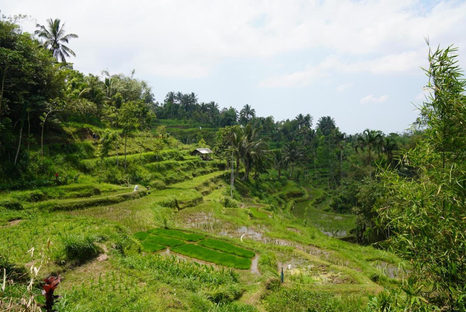 Tetebatu Indah Homestay ภายนอก รูปภาพ